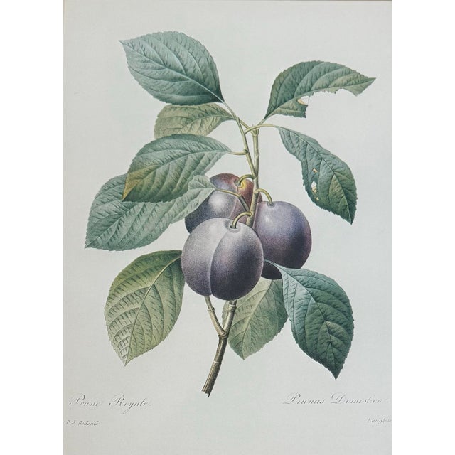 Pair of Vintage Framed Botanical Fruit Prints by Pierre-Joseph Redoute For Sale - Image 4 of 12