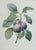 Pair of Vintage Framed Botanical Fruit Prints by Pierre-Joseph Redoute For Sale - Image 4 of 12