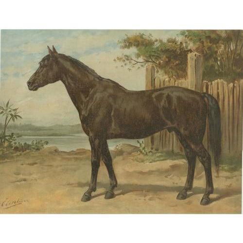 Otto Eerelman, Australian Horse, 1898, Chromolithograph For Sale