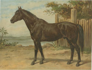 Otto Eerelman, Australian Horse, 1898, Chromolithograph