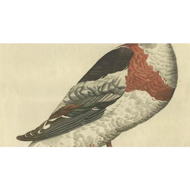 Sepp & Nozeman, Female Common Shelduck, 1789, Print For Sale - Image 6 of 10