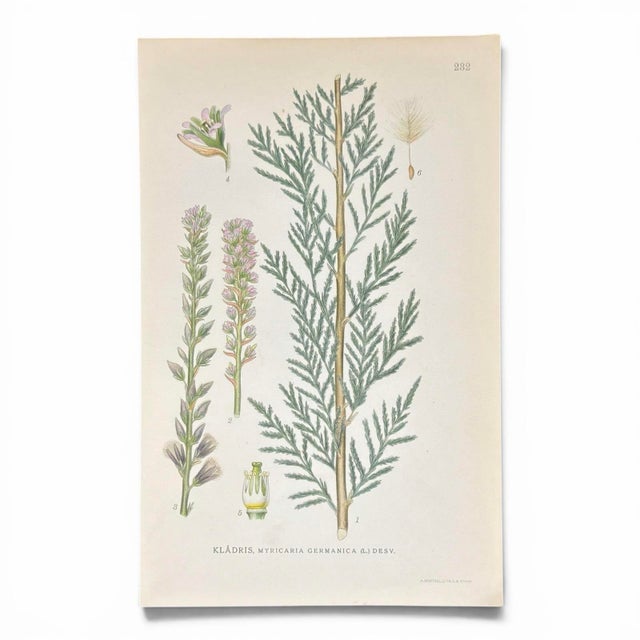 A crisp pair of antique botanical prints with a clean green palette and striking natural history detail. The compositions...