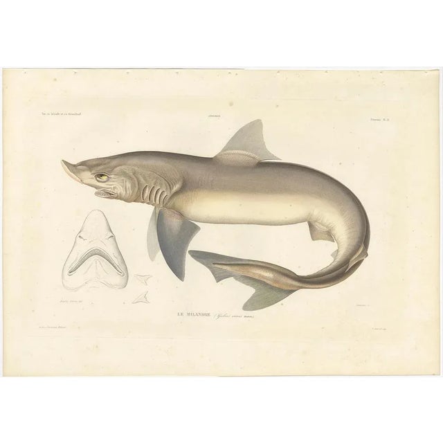 Antique Print of the Tope Shark (*Galeus canis major*) – French Arctic Voyage, 1845 This rare and beautifully hand-colored...