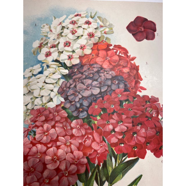 American Antique Botanical Phlox Print For Sale - Image 3 of 8