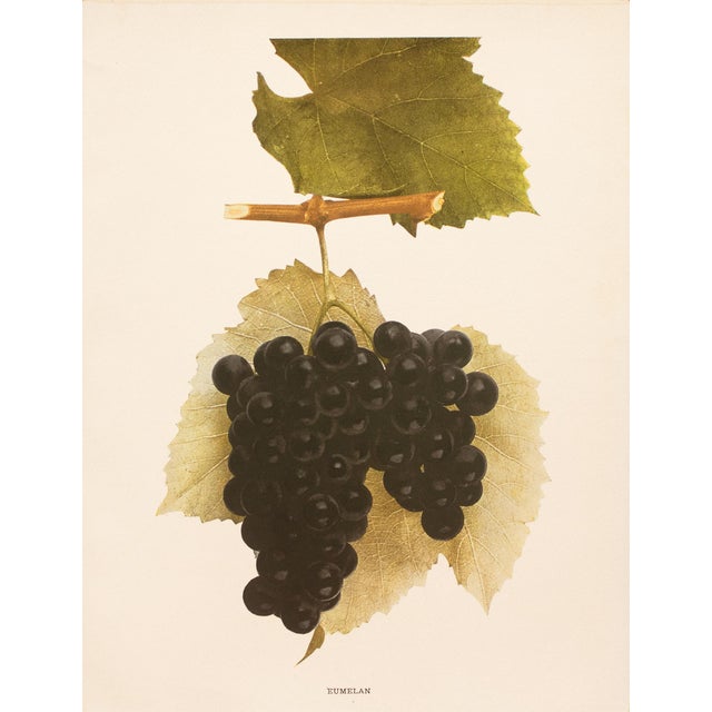 A magnificent original antique photogravure (print) of Eumelan Grapes by Ulysses Prentiss Hedrick (1870-1951). Superb...
