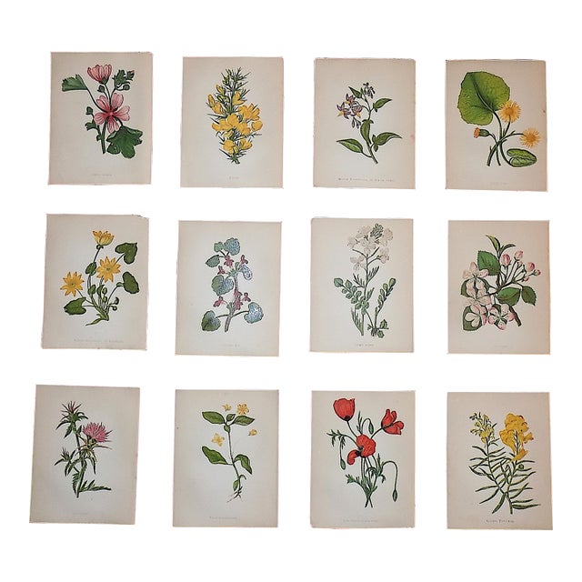 Antique 19th Century Anne Pratt Botanical Chromolithographs - Set of 12 For Sale