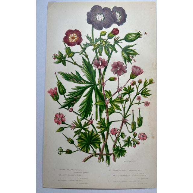 Green Antique Hand Colored Botanical Print /Illustration by W Dikes Co Demonstrating Various Types of Cranes-Bill Flowers From England- Circa 1870 For Sale - Image 8 of 12