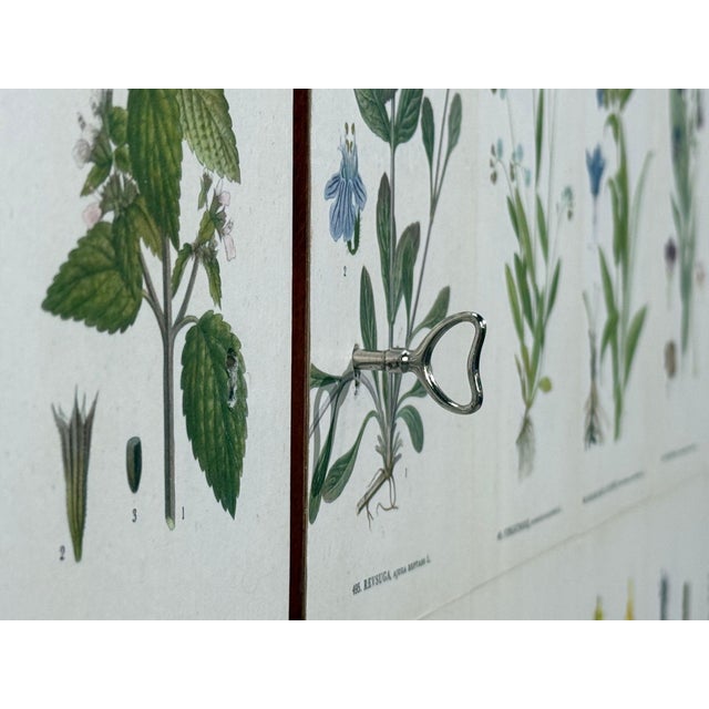 Swedish Modern, Nordens Flora Cabinet, Birch, Floral Lithographs, Sweden, 1940s For Sale - Image 10 of 16