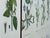 Swedish Modern, Nordens Flora Cabinet, Birch, Floral Lithographs, Sweden, 1940s For Sale - Image 10 of 16