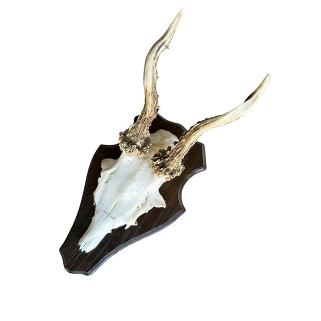 Cabin 1990s Roe Deer Trophy 7 Black Forest Antlers Mount For Sale - Image 3 of 5