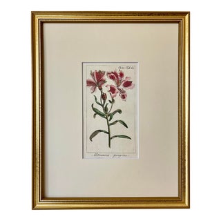 Antique Botanical Print Alstroemeria Pelegrina by Johannes Zorn 1785 For Sale