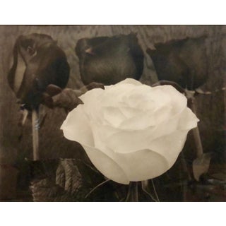 Tom Ferguson, Dramatic White and Black Roses Platinum Palladium Print Photograph, 1996 For Sale