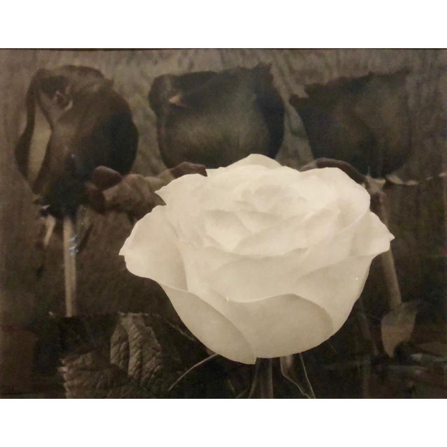 Tom Ferguson, Dramatic White and Black Roses Platinum Palladium Print Photograph, 1996 For Sale