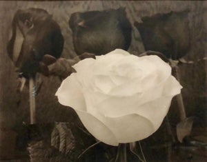 Tom Ferguson, Dramatic White and Black Roses Platinum Palladium Print Photograph, 1996