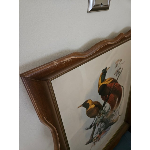 1940s Antique Print of “Birds of Paradise (Paradisea Sanguinea)”, a Monograph by Daniel Giraud Elliot, Framed For Sale - Image 9 of 11