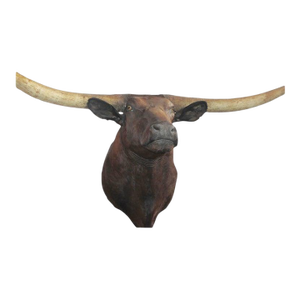 Mid 20th Century Texas Longhorn Mounted Bull