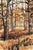 Autumn Forest , 1970's Earth-tone Vertical Landscape Watercolor with Trees Serene vertical landscape by Kay Swanson...