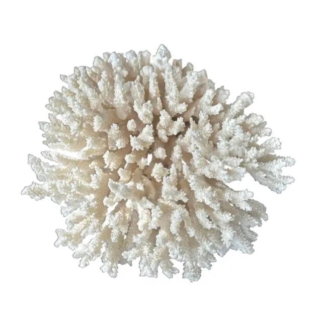 A rare natural white sea coral specimen. The vintage coral is prized for intricate organic form and sculptural presence....