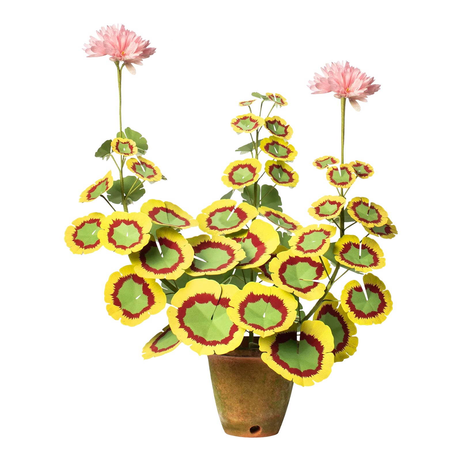 The Green Vase Geranium Plant in Blush with Burgundy/Yellow Leaves