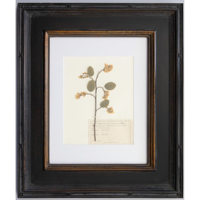 Custom Framed Vintage Finnish Herbarium Botanical Specimens - Set of Four For Sale - Image 11 of 18