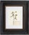 Custom Framed Vintage Finnish Herbarium Botanical Specimens - Set of Four For Sale - Image 11 of 18