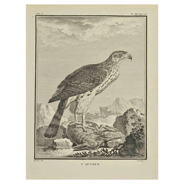 Carl Guttenberg, L'Autour, Etching, 1771 For Sale