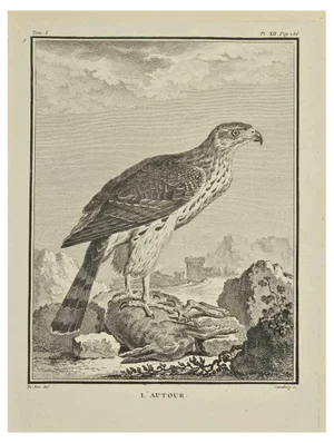 Carl Guttenberg, L'Autour, Etching, 1771