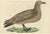 Sepp & Nozeman, Bird Illustration of the Great Skua, 1829, Print For Sale - Image 6 of 6