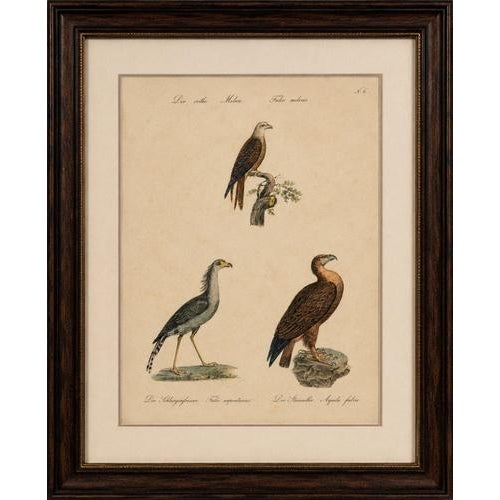 Ivory Karl Joseph Brodtmann, Birds of Prey, 1816, Lithograph For Sale - Image 8 of 9