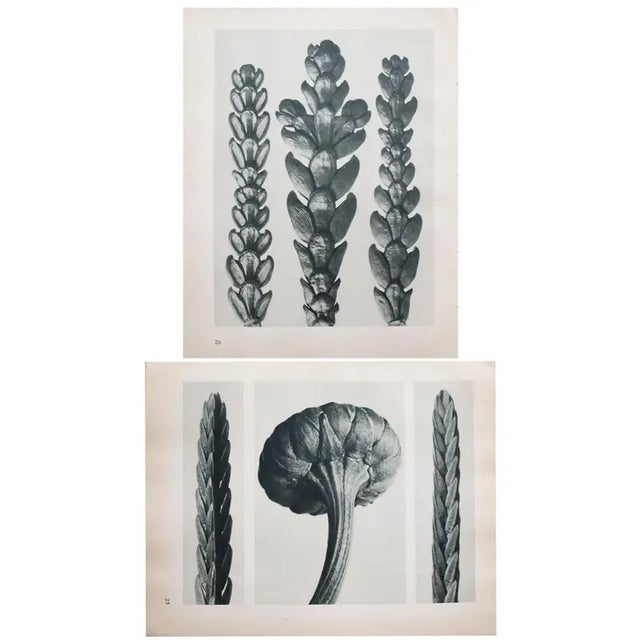 An exquisite black-and-white two-sided photogravure by German Photographer Karl Blossfeldt (June 13, 1865 – December 9,...
