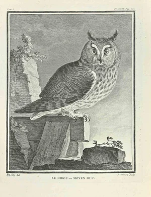 F. Hubert, Le Hibou ou Moyen Duc, Etching, 1771