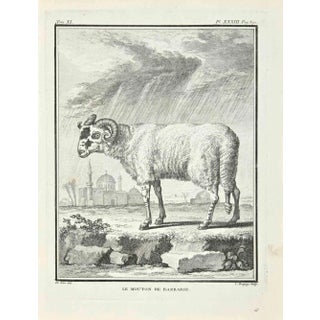 Jean Charles Baquoy, Le Mouton de Barbarie, Etching, 1771 For Sale