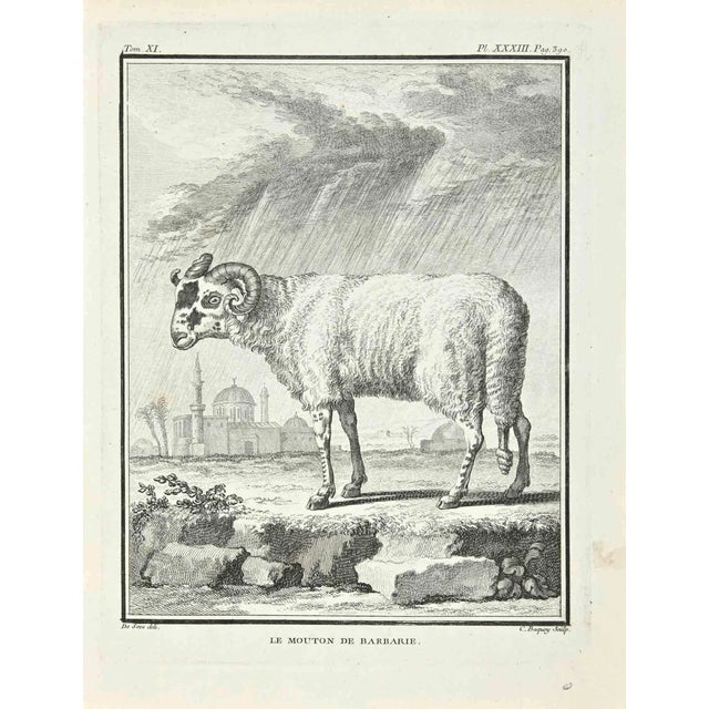 Jean Charles Baquoy, Le Mouton de Barbarie, Etching, 1771 For Sale