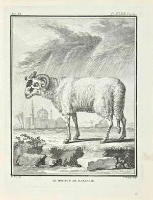 Jean Charles Baquoy, Le Mouton de Barbarie, Etching, 1771
