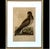 18th Century 18th Century Framed Engravings by Mark Catesby, Set of Two Birds For Sale - Image 5 of 8