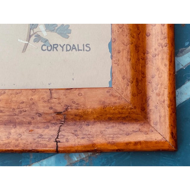 1930s Pair Antique Pressed Wildflowers Botanicals Herbarium Specimens 1936 Beautifully Displayed in Antique Birdseye Maple Frames For Sale - Image 5 of 9