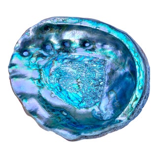 Large Mid 20th Century Red Abalone Shell, Haliotis Rufescens For Sale