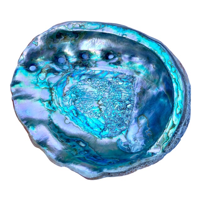 Large Mid 20th Century Red Abalone Shell, Haliotis Rufescens For Sale
