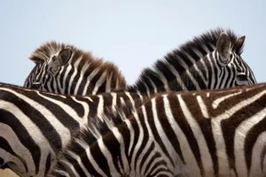 Zebra Stripes by Paul Souders Print, 32" x 48"