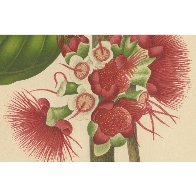 Hoola van Nooten, Wax Apple Blossom Botanical, 1880, Chromolithograph For Sale - Image 5 of 9