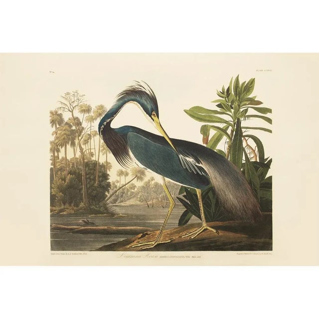 1990s Louisiana Heron by Audubon, Large American Classical or Chinoiserie Print For Sale In Dallas - Image 6 of 10
