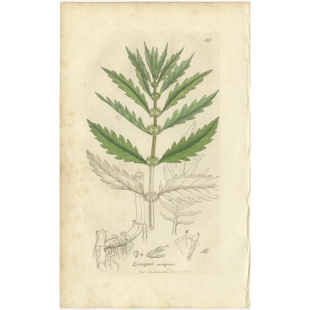 After James Sowerby, Botanical Illustrations of Pinguicula, Utricularia & Salvia, 1830s, Engravings, Set of 8 For Sale - Image 7 of 10