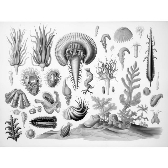 FREE SHIPPING FOR A LIMITED TIME ONLY! Original Black and White Seascape Fine Art Print by Diane Grant Studio. Museum-...
