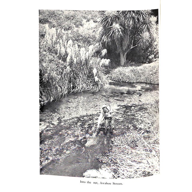White "Rotorua Trout the Fishing Lakes, Rivers and Streams of the Rotorua Conservancy, New Zealand" 1960 Gee, Frank For Sale - Image 8 of 11