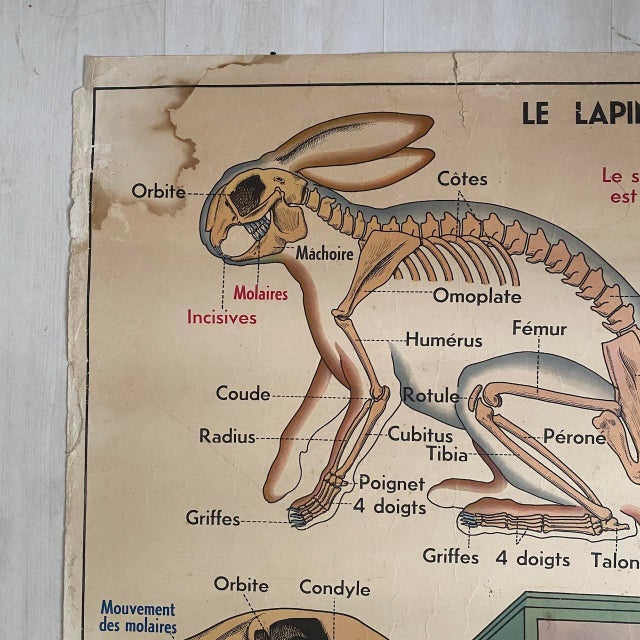 Vintage School Poster of Insectivorous Animals / Rabbit, 1950s For Sale - Image 9 of 11