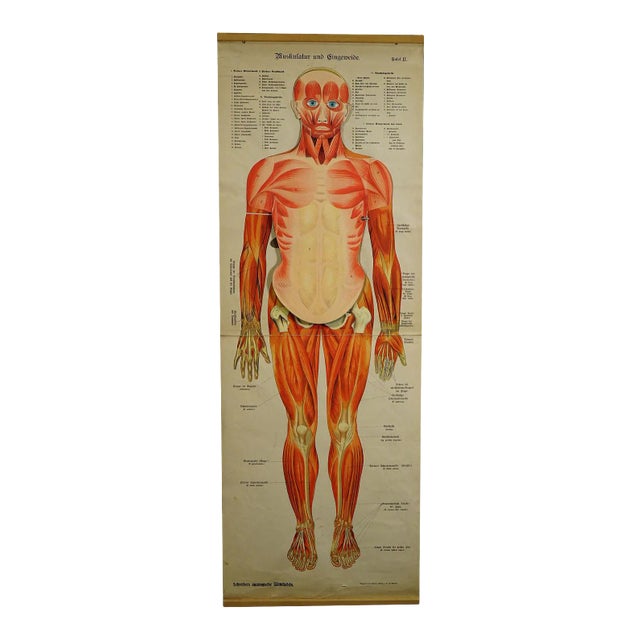Antique Foldable Anatomical Wall Chart Depicting Human Musculature For Sale
