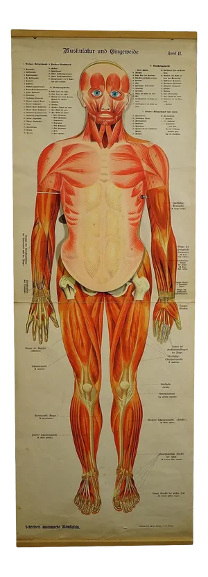Antique Foldable Anatomical Wall Chart Depicting Human Musculature