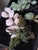 Asian Stone Fruit Collection Group of Three For Sale - Image 13 of 13