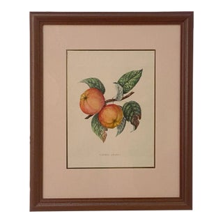 Print From Botanical Study of Fruits and Nuts by Duhamel Du Monceau, Early 19th Century For Sale
