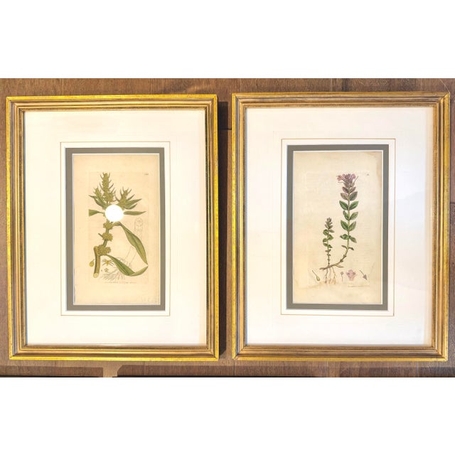 Set of 7 Antique Botanical Prints, Early 1800s, Authentic Curtis and Sowerby For Sale - Image 4 of 12